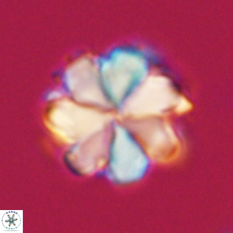 Bianholithus astralis 65136