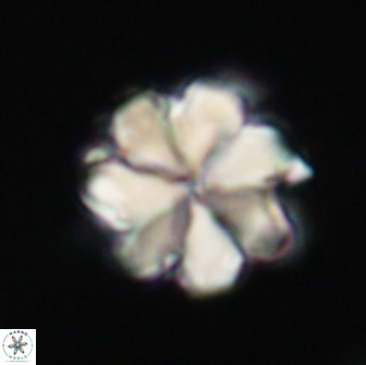 Bianholithus astralis 65137