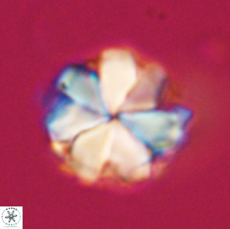 Bianholithus astralis 65138