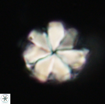 Bianholithus astralis 65139