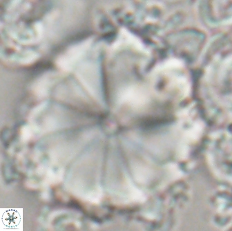 Biantholithus sparsus 21652