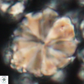 Biantholithus sparsus 21654