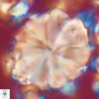 Biantholithus sparsus 21655