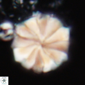 Biantholithus sparsus 21929