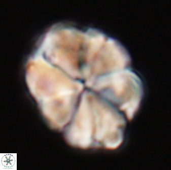 Biantholithus sparsus 22881