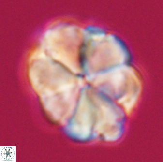 Biantholithus sparsus 22883