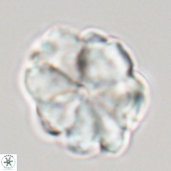 Biantholithus sparsus 22884