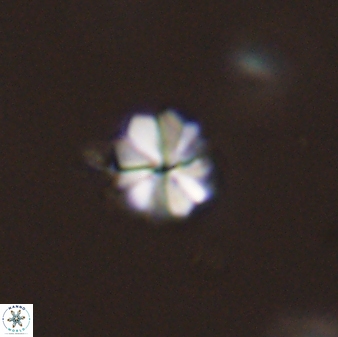Biantholithus sparsus 44577