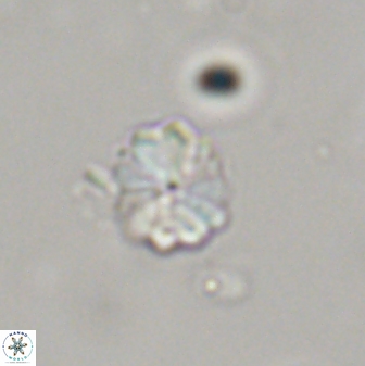 Biantholithus sparsus 44579
