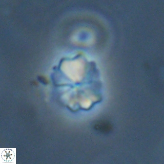 Biantholithus sparsus 44580