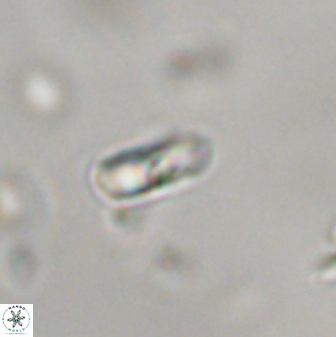Biantholithus sparsus 44588