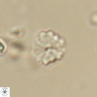 Biantholithus sparsus 68243