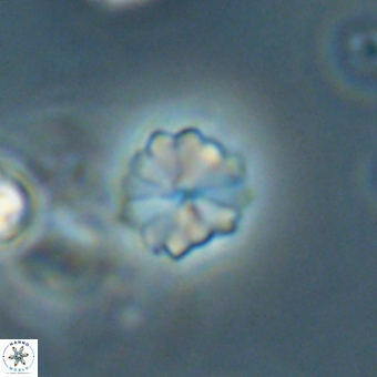Biantholithus sparsus 68244