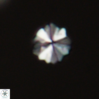 Biantholithus sparsus 69012