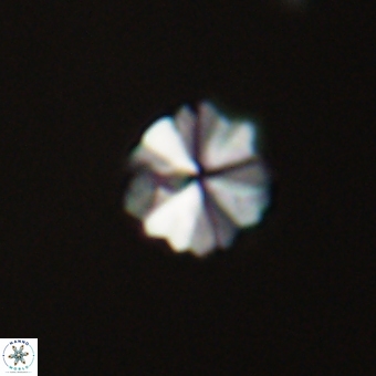 Biantholithus sparsus 69015