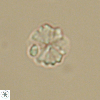Biantholithus sparsus 69018