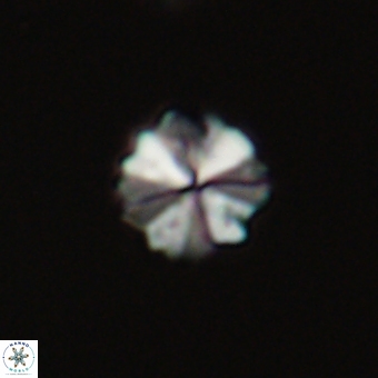 Biantholithus sparsus 69036