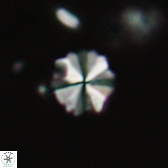 Biantholithus sparsus 69039