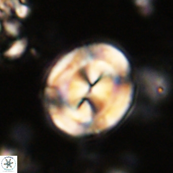 Bicolomnus scrippsae VR 24341
