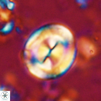 Bicolomnus scrippsae VR 24342