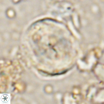 Bicolomnus scrippsae VR 24347