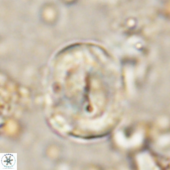 Bicolomnus scrippsae VR 24349