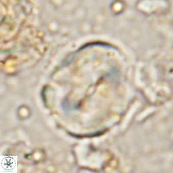 Bicolomnus scrippsae VR 24350