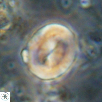 Bicolomnus scrippsae VR 24351
