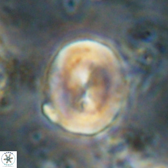 Bicolomnus scrippsae VR 24352
