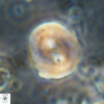 Bicolomnus scrippsae VR 24354