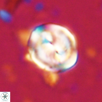 Bicolomnus scrippsae VR 24318