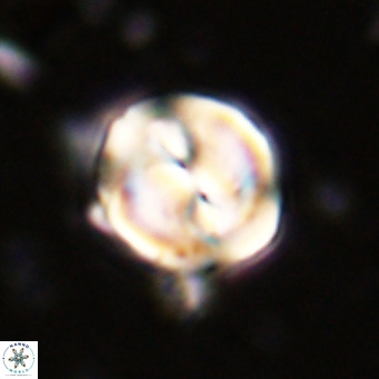 Bicolomnus scrippsae VR 24319