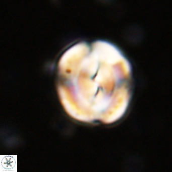 Bicolomnus scrippsae VR 24320