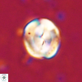 Bicolomnus scrippsae VR 24321