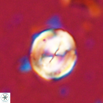 Bicolomnus scrippsae VR 24322