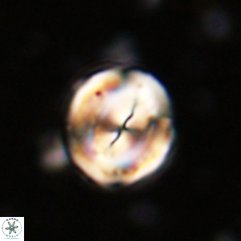 Bicolomnus scrippsae VR 24324