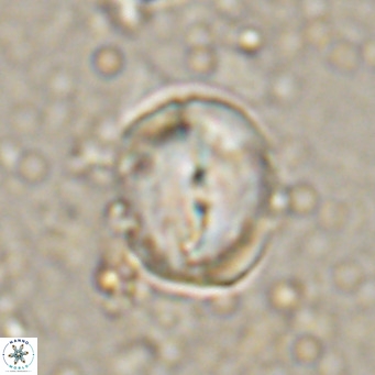 Bicolomnus scrippsae VR 24329