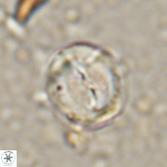 Bicolomnus scrippsae VR 24330