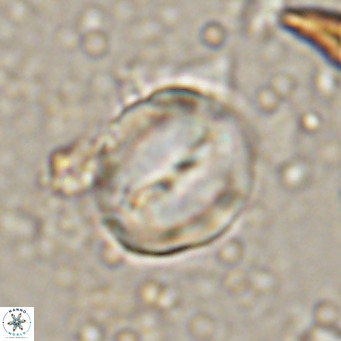 Bicolomnus scrippsae VR 24331