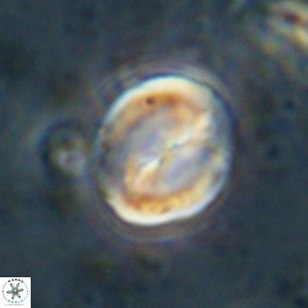 Bicolomnus scrippsae VR 24332