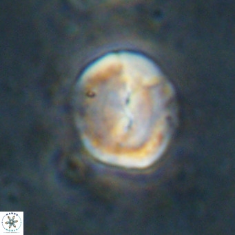 Bicolomnus scrippsae VR 24333