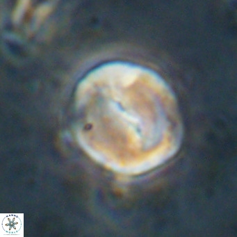 Bicolomnus scrippsae VR 24334