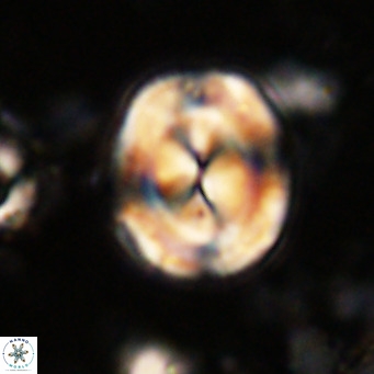 Bicolomnus scrippsae VR 24335