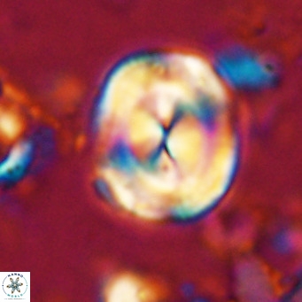 Bicolomnus scrippsae VR 24336