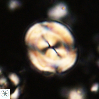 Bicolomnus scrippsae VR 24339