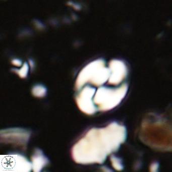 Bicolumnus scrippsae VR 025887