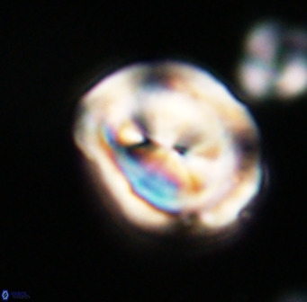 Bicolumnus scrippsae VR 33540