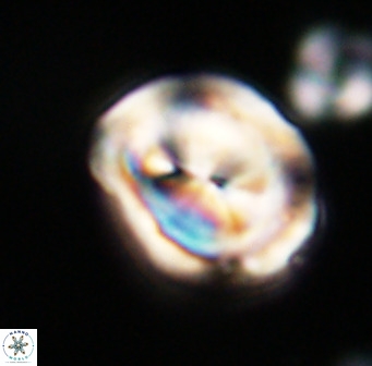 Bicolumnus scrippsae VR 33540