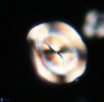 Bicolumnus scrippsae VR 33541