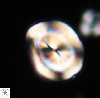 Bicolumnus scrippsae VR 33541